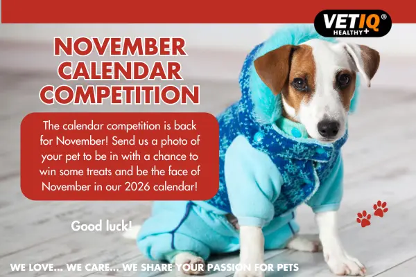November 2025 Pet Calendar Competition VETIQ