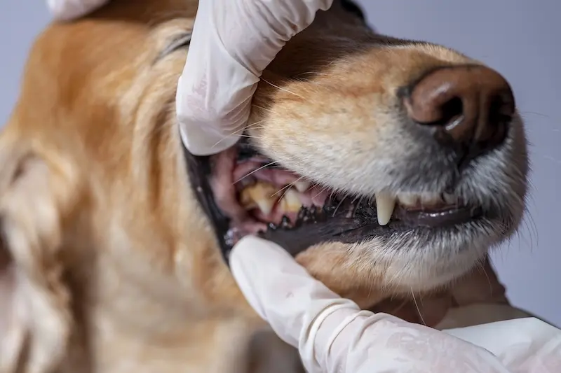 5 Common Pet Dental Problems To Watch Out For – VETIQ (1) 5 Common Pet Dental Problems To Watch Out For - VETIQ (1)