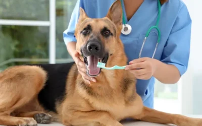 Preventing Tooth Decay In Pets