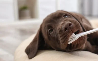 Creating The Perfect Pet Dental Care Routine
