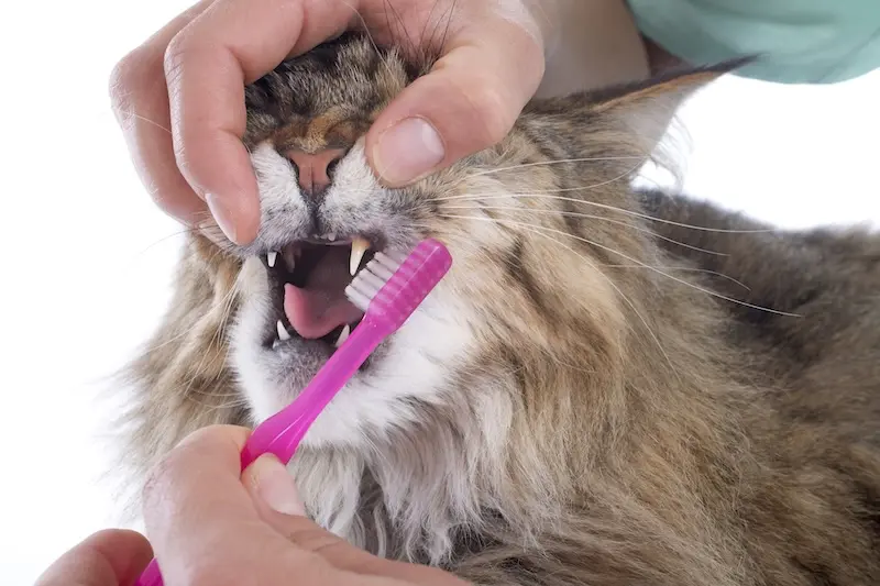 How To Clean Your Pets Teeth - 5 Practical Tips - VETIQ (1)