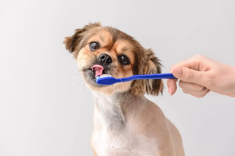 How To Clean Your Pets Teeth - 5 Practical Tips - VETIQ (2)