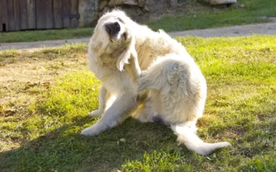 A Preventative Approach To Flea Control For Pets: Why Owners Are Looking Beyond Traditional Treatments