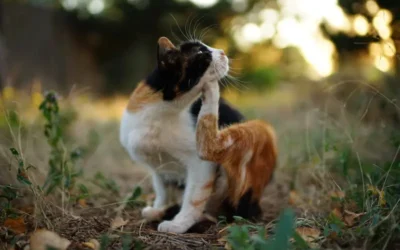 Our Tips For Recognising The Signs of Fleas In Pets