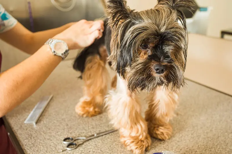 Our Tips For Recognising The Signs of Fleas In Pets - VETIQ (3)