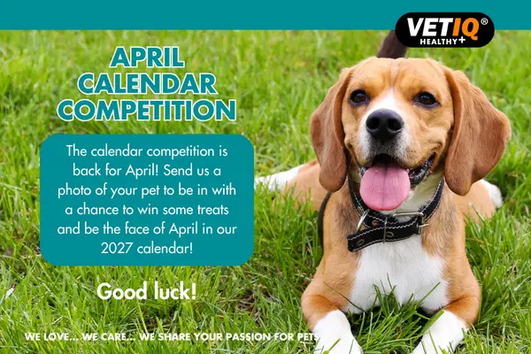 Beagle mix lying on grass with tongue out, VetIQ logo top right; teal title 'April Calendar Competition' with a blue speech bubble inviting pet photo submissions.