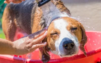 Get Ready For Summer With 6 Sizzling Dog Grooming Tips!