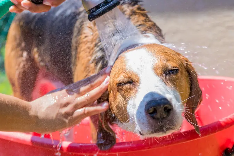 Get Ready For Summer With 6 Sizzling Dog Grooming Tips – VETIQ 1 Get Ready For Summer With 6 Sizzling Dog Grooming Tips - VETIQ 1