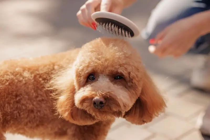 Get Ready For Summer With 6 Sizzling Dog Grooming Tips - VETIQ 2 - VETIQ Healthy+ Get Ready For Summer With 6 Sizzling Dog Grooming Tips - VETIQ 2
