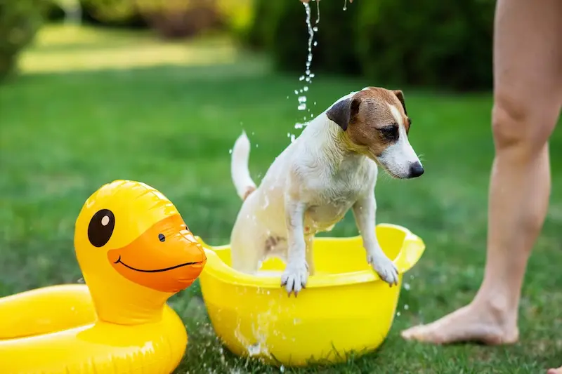 Get Ready For Summer With 6 Sizzling Dog Grooming Tips - VETIQ 3 - VETIQ Healthy+ Get Ready For Summer With 6 Sizzling Dog Grooming Tips - VETIQ 3