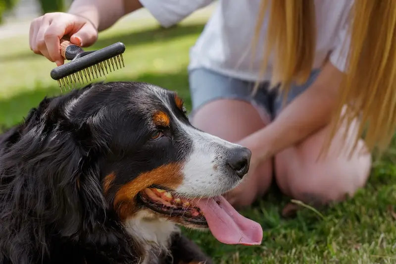 Get Ready For Summer With 6 Sizzling Dog Grooming Tips - VETIQ 4 - VETIQ Healthy+ Get Ready For Summer With 6 Sizzling Dog Grooming Tips - VETIQ 4