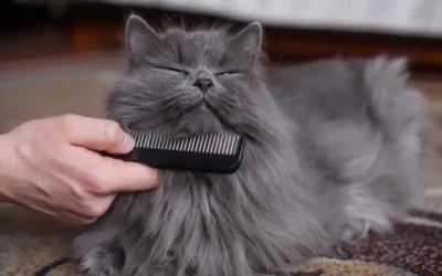 Our Best Pet Hygiene Tips For Busy Owners!