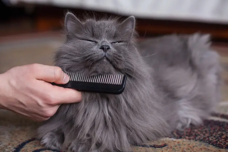 Our Best Pet Hygiene Tips For Busy Owners - VETIQ 1