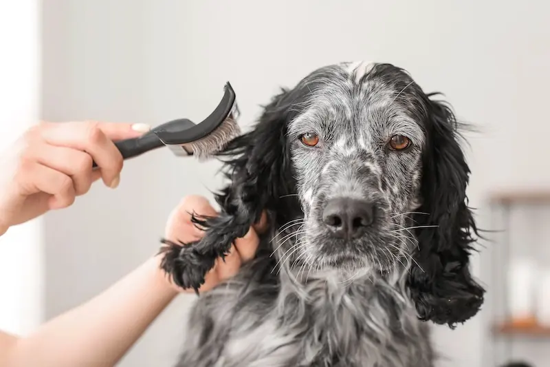 Our Best Pet Hygiene Tips For Busy Owners - VETIQ 2
