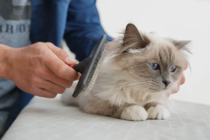 Our Best Pet Hygiene Tips For Busy Owners - VETIQ 3