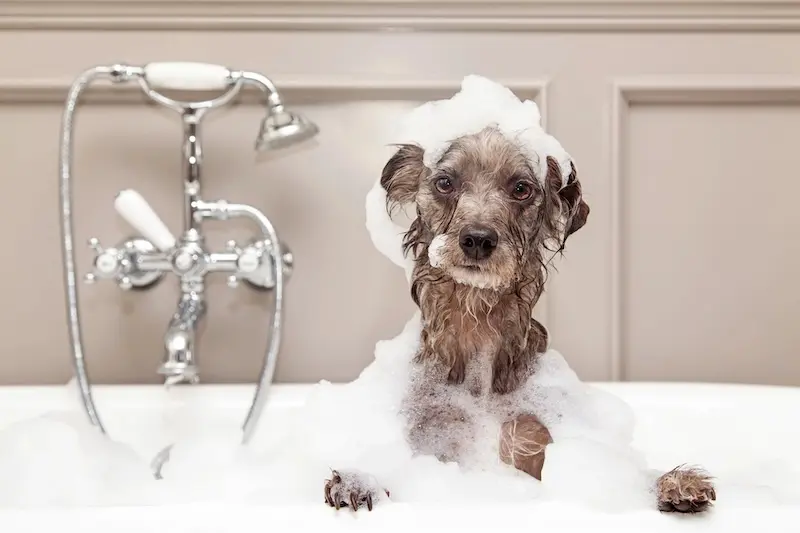 Our Best Pet Hygiene Tips For Busy Owners - VETIQ 4