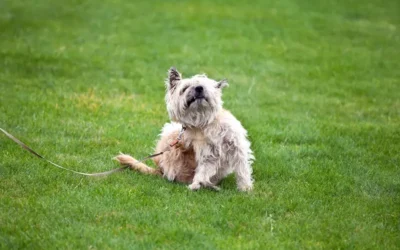Preventing Fleas In Pets: What Every Owner Should Know!