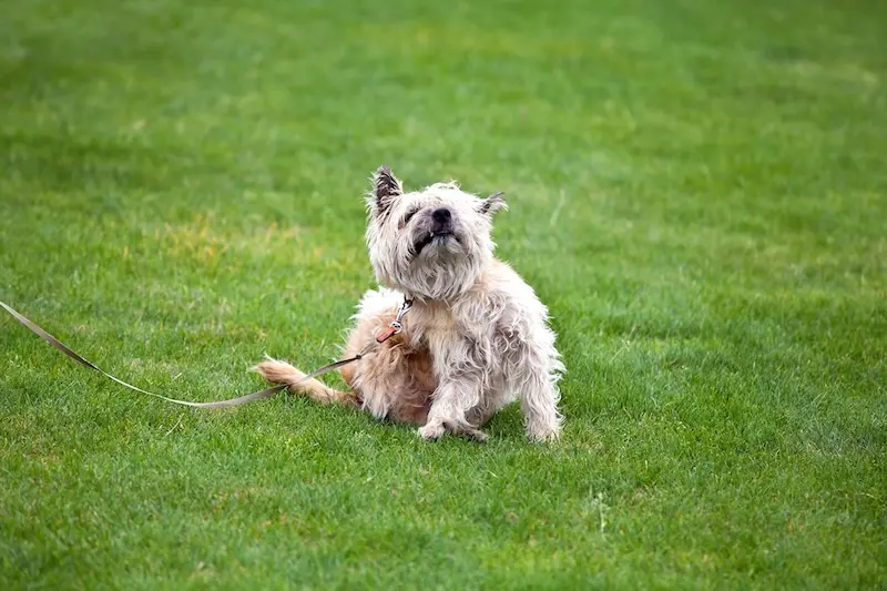 Preventing Fleas In Pets – What Every Owner Should Know – VETIQ 1 Preventing Fleas In Pets - What Every Owner Should Know - VETIQ 1