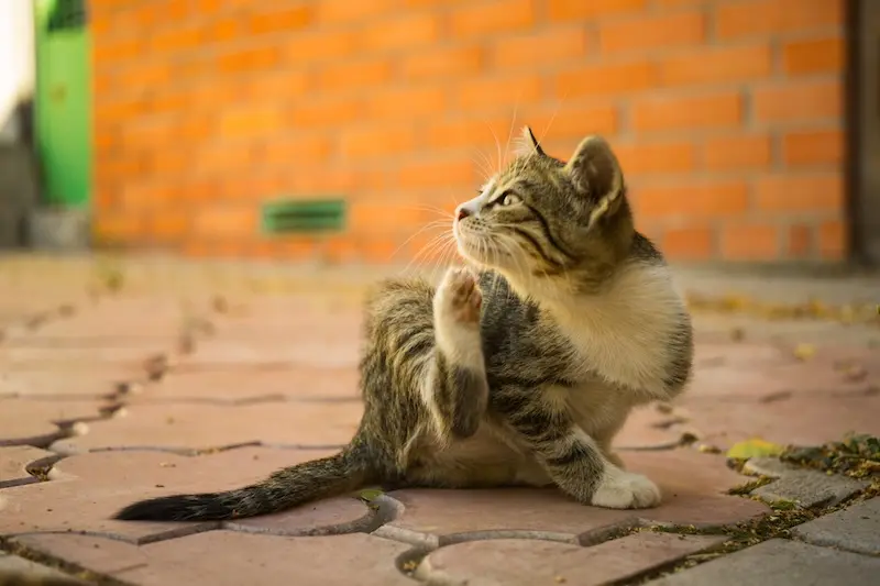 Preventing Fleas In Pets - What Every Owner Should Know - VETIQ 2 - VETIQ Healthy+ Preventing Fleas In Pets - What Every Owner Should Know - VETIQ 2