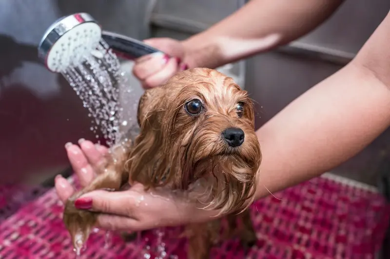 Preventing Fleas In Pets - What Every Owner Should Know - VETIQ 3 - VETIQ Healthy+ Preventing Fleas In Pets - What Every Owner Should Know - VETIQ 3