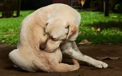 The Best Flea Treatments For Pets!