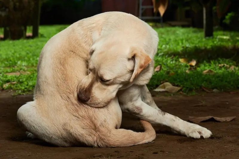 The Best Flea Treatments For Pets - VETIQ 1
