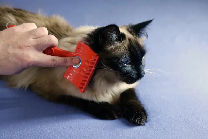 The Best Flea Treatments For Pets - VETIQ 2