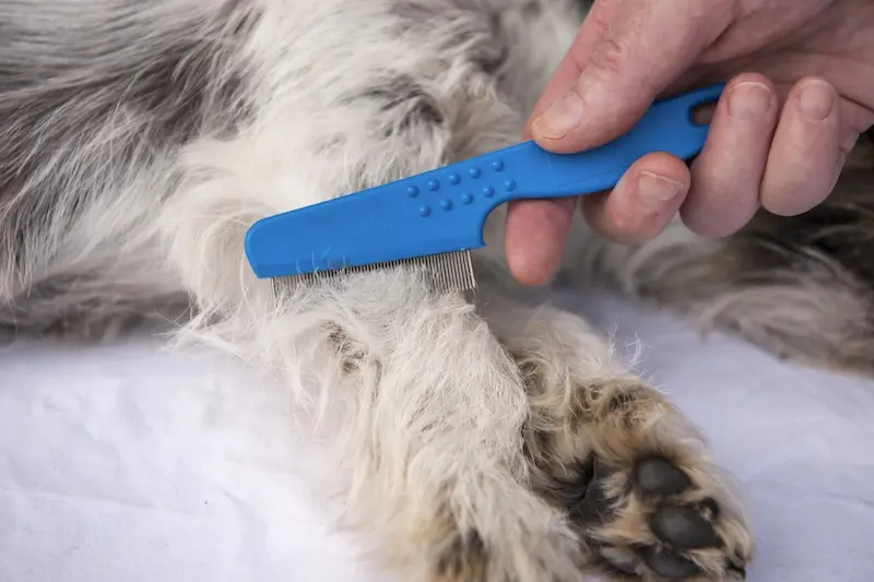 The Best Flea Treatments For Pets - VETIQ 3