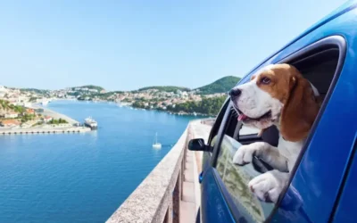 6 Tips For Reducing Dog Anxiety During Long Car Journeys