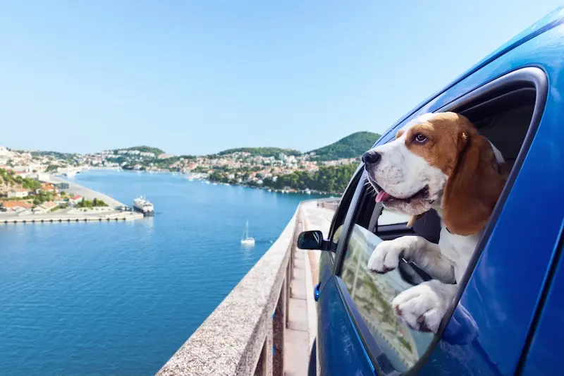 6 Tips For Reducing Dog Anxiety During Long Car Journeys – VETIQ (1) 6 Tips For Reducing Dog Anxiety During Long Car Journeys - VETIQ (1)