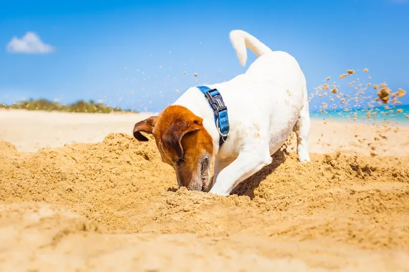 6 Tips For Reducing Dog Anxiety During Long Car Journeys - VETIQ (2) - VETIQ Healthy+ 6 Tips For Reducing Dog Anxiety During Long Car Journeys - VETIQ (2)