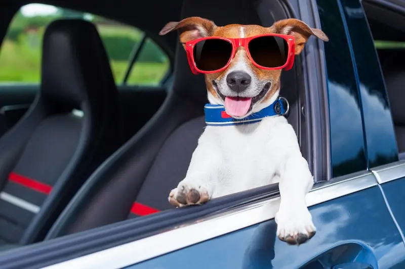 6 Tips For Reducing Dog Anxiety During Long Car Journeys - VETIQ (3) - VETIQ Healthy+ 6 Tips For Reducing Dog Anxiety During Long Car Journeys - VETIQ (3)