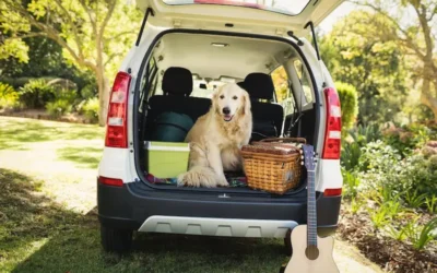 How To Reduce Dog Travel Anxiety For Happier Summer Adventures!