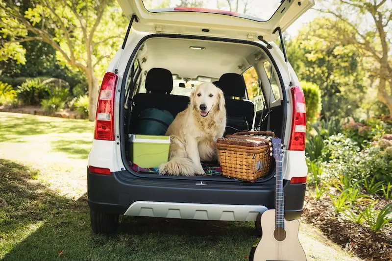 How To Reduce Dog Travel Anxiety For Happier Summer Adventures – VETIQ (1) How To Reduce Dog Travel Anxiety For Happier Summer Adventures - VETIQ (1)