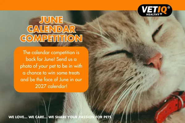 Banner announcing VetIQ Healthy+ June calendar competition with a close-up sleeping cat and an orange speech-bubble box inviting pet photos for a chance to be in the 2027 calendar.