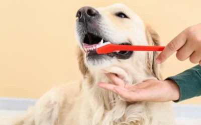 How To Clean Your Pet’s Teeth: 5 Practical Tips!