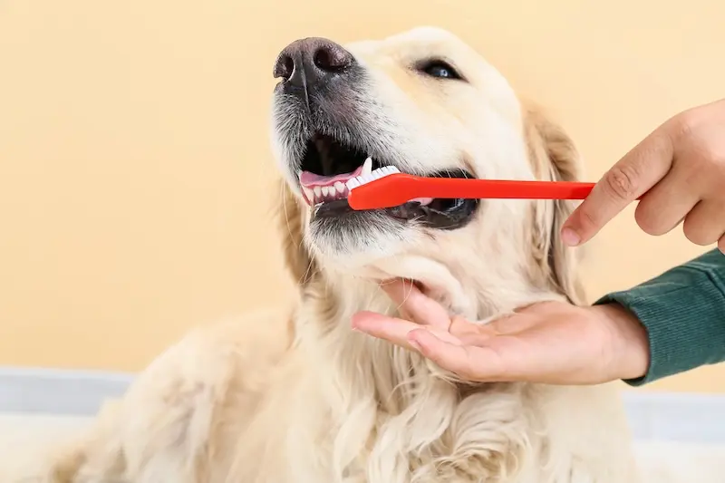 How To Clean Your Pets Teeth - 5 Practical Tips - VETIQ 1
