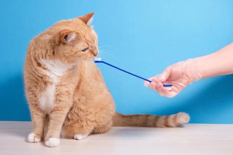 How To Clean Your Pets Teeth - 5 Practical Tips - VETIQ 2