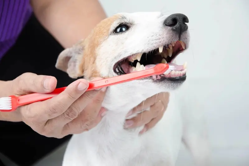 How To Clean Your Pets Teeth - 5 Practical Tips - VETIQ 3