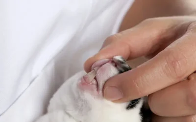 Our Guide To Dental Care For Small Pets