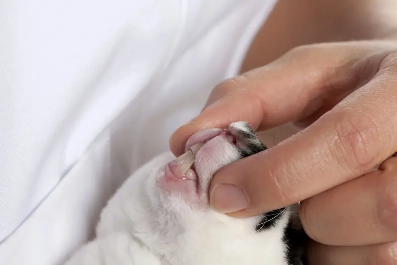 Our Guide To Dental Care For Small Pets - VETIQ 1