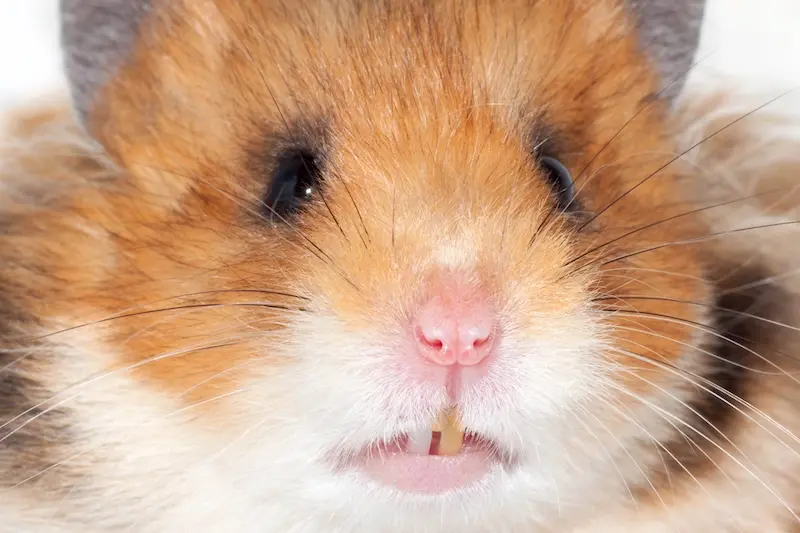 Our Guide To Dental Care For Small Pets - VETIQ 2