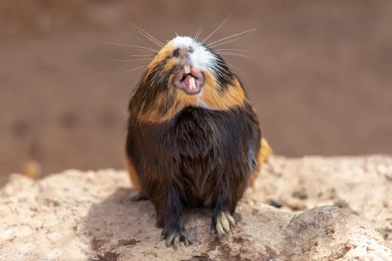 Our Guide To Dental Care For Small Pets - VETIQ 3