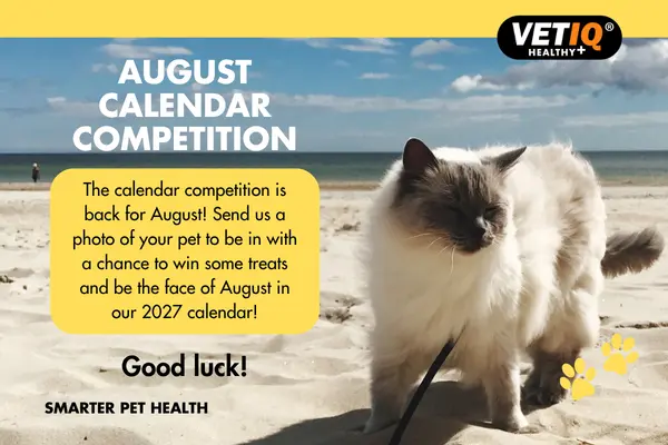 Fluffy cat on a leash on a sunny beach with a yellow rounded info box inviting entries for the August Calendar Competition by VetIQ.