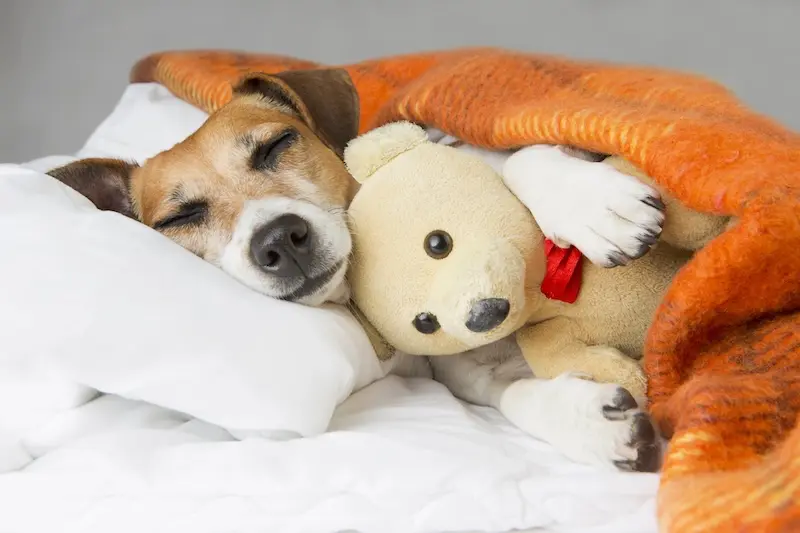 7 Signs Of A Sensitive Stomach In Dogs – VETIQ (1) 7 Signs Of A Sensitive Stomach In Dogs - VETIQ (1)