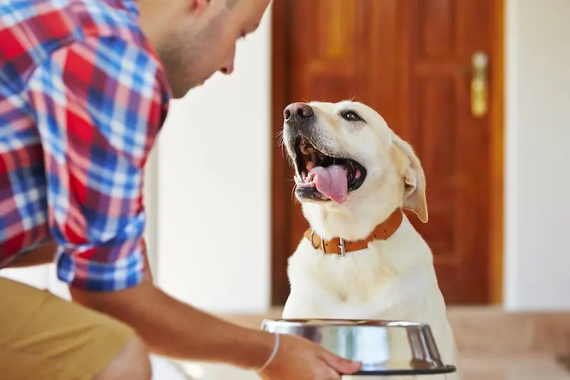 7 Signs Of A Sensitive Stomach In Dogs - VETIQ (2) - VETIQ Healthy+ 7 Signs Of A Sensitive Stomach In Dogs - VETIQ (2)