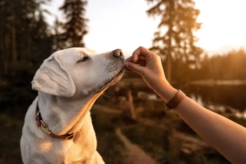 7 Signs Of A Sensitive Stomach In Dogs - VETIQ (3) - VETIQ Healthy+ 7 Signs Of A Sensitive Stomach In Dogs - VETIQ (3)