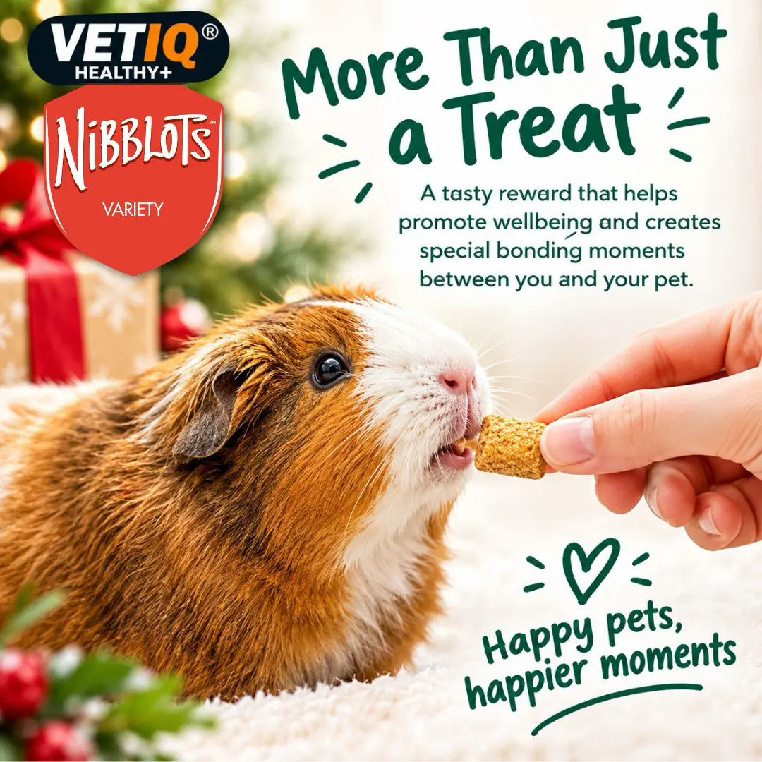 Christmas Nibblets 1 - VETIQ Healthy+ Guinea pig nibbles a small treat from a hand; ad text promotes bonding and wellbeing with VetIQ NibbLotsa treats (More Than Just a Treat).