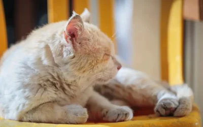 How To Deal With & Prevent Cat Diarrhoea