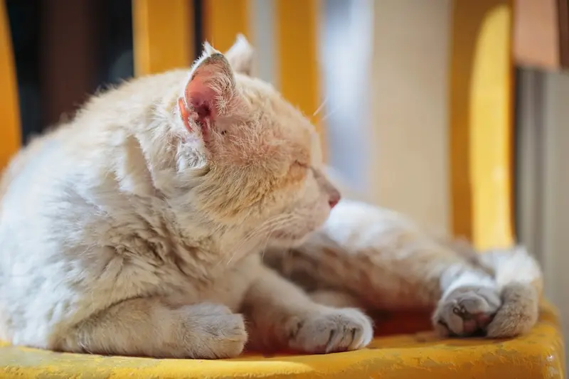 How To Deal With & Prevent Cat Diarrhoea – VETIQ (1) How To Deal With & Prevent Cat Diarrhoea - VETIQ (1)
